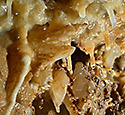 Eccentric dripstones - main link
