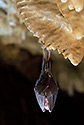 Horseshoe bat - main link
