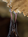 Legs - main link