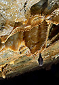 Horseshoe bat - main link