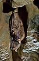 Bats - main link