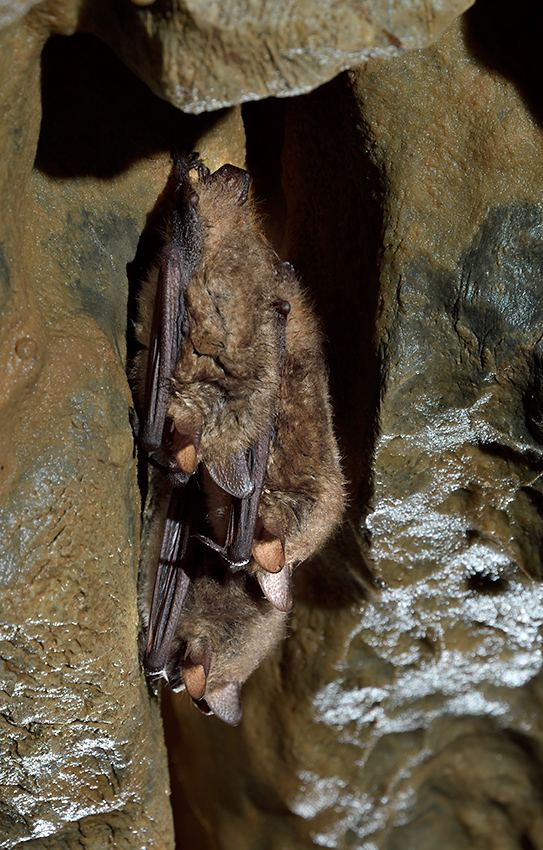 Bats - larger format