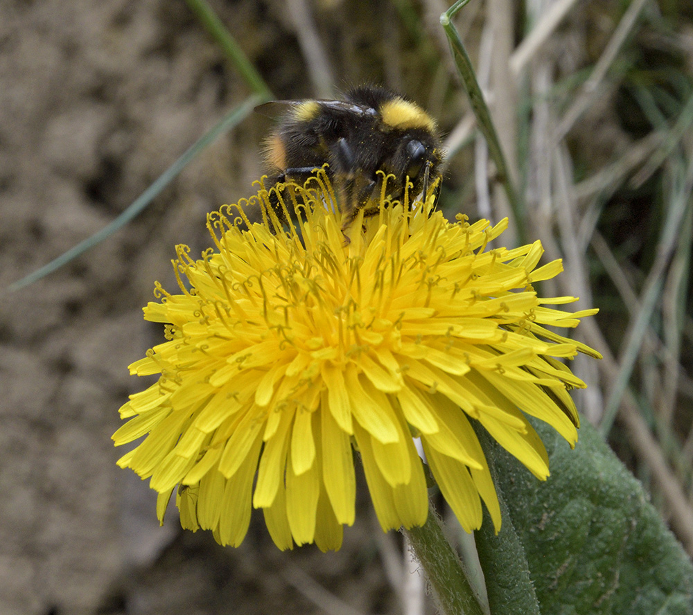 Bumblebee - larger format