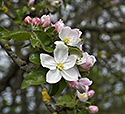 Květy jabloně - hlavní odkaz