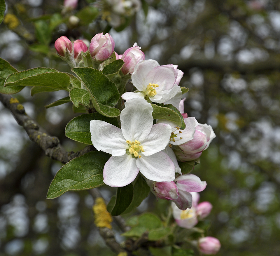 Apple tree in blossom - larger format