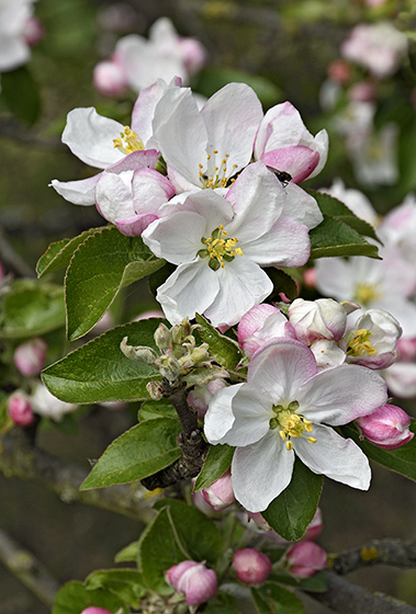 Apple tree in blossom - smaller format