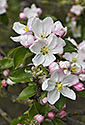 Květy jabloně - hlavní odkaz