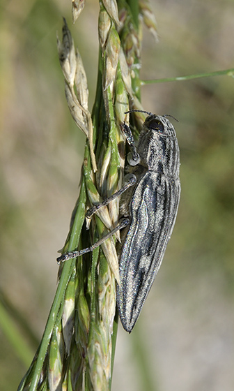 Pine Borer - smaller format