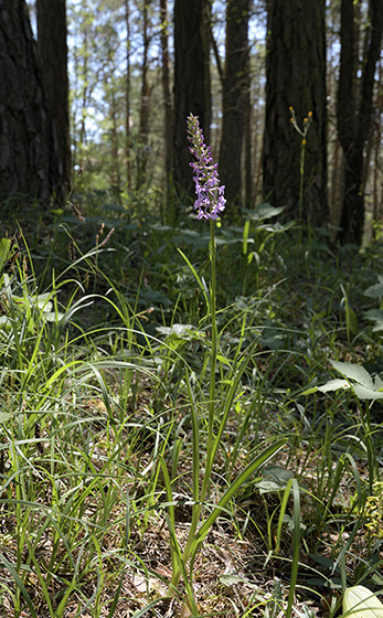Fragrant Orchid - smaller format