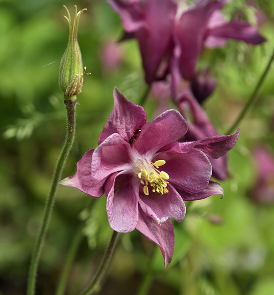 Aquilegia - smaller format