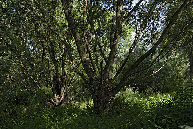 Vrbový prales - menší formát