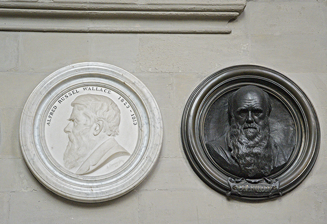 Darwin and Wallace - smaller format