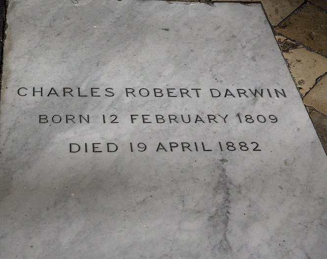 Charles Darwin - smaller format