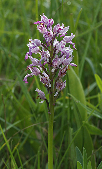 Military orchid - smaller format