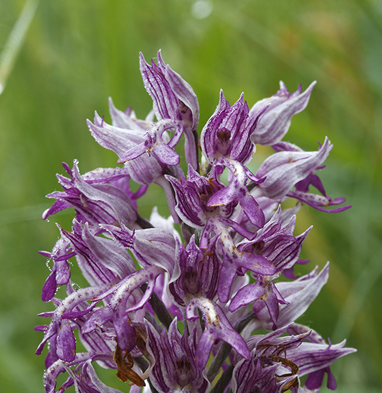 Military orchid - smaller format