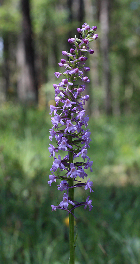 Fragrant Orchid - larger format