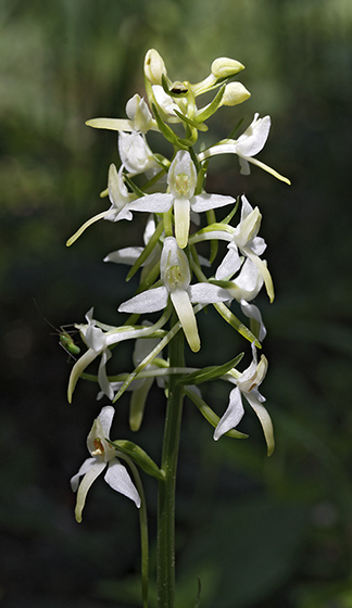 Lesser Butterfly-orchid - smaller format
