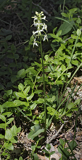 Lesser Butterfly-orchid - smaller format
