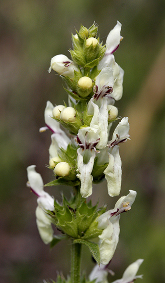 Yellow woundwort - smaller format