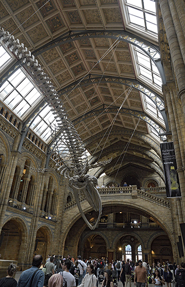 Natural History Museum - smaller format