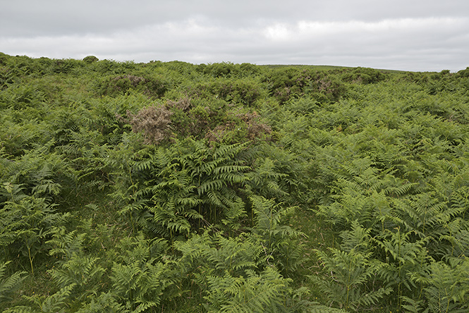 Fern - smaller format