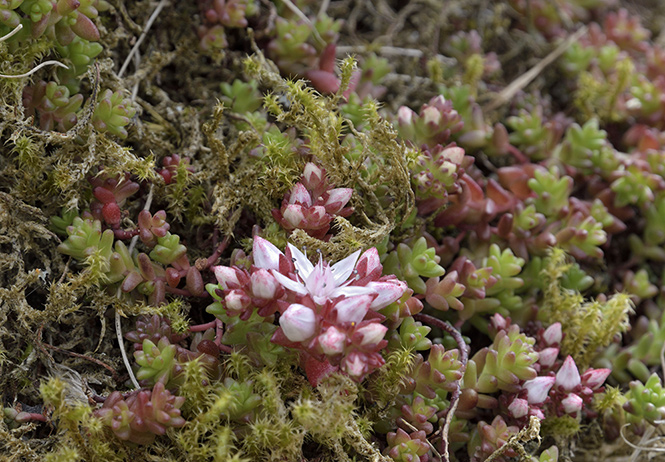 Stonecrop - smaller format