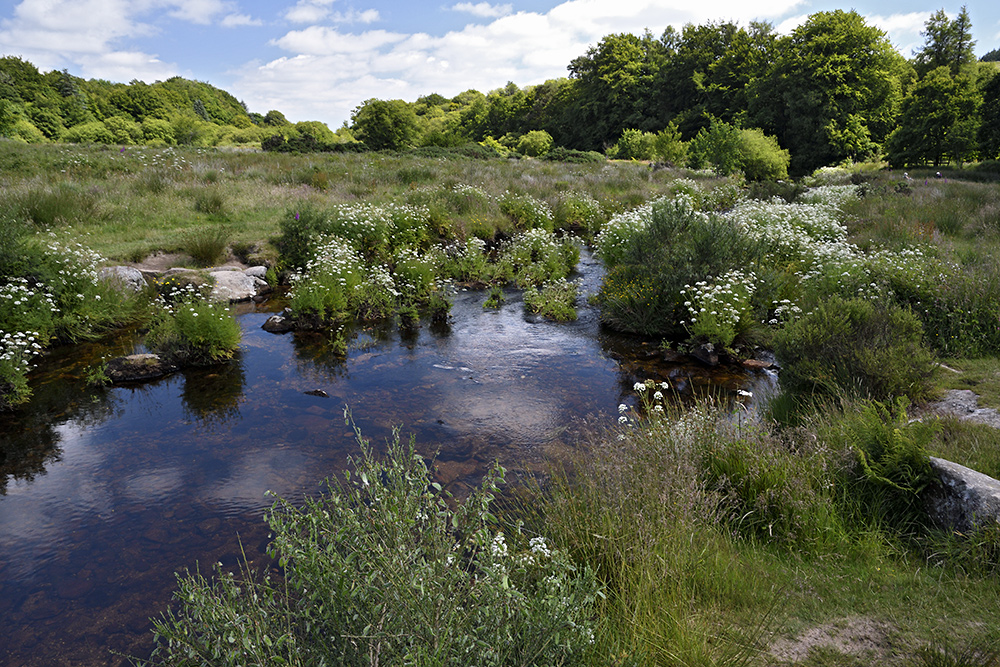 East Dart River - larger format