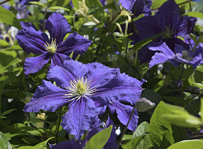 Clematis - smaller format
