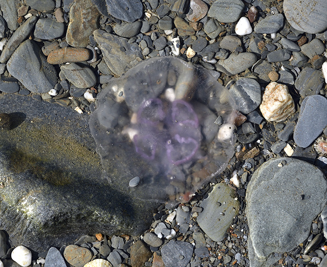 Jellyfish - smaller format