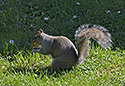 Squirrel - main link