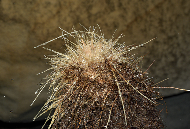 The top of a root stalagmite - smaller format