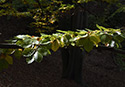 Leaves - main link
