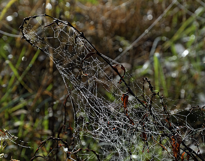 Cobweb - smaller format