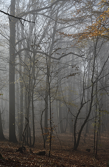 Light fog - smaller format