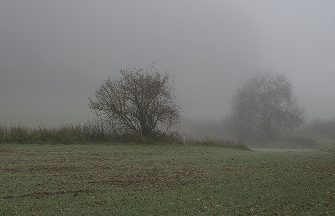 Foggy morning - smaller format