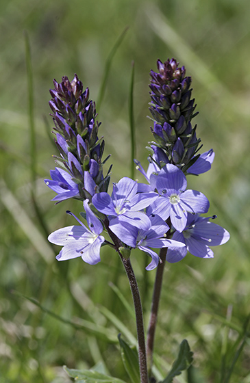 Speedwell - smaller format