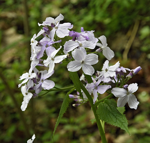 Perennial Honesty - smaller format