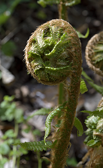 Fern - smaller format