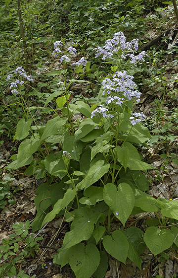 Perennial Honesty - smaller format
