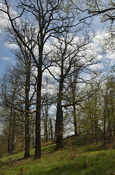 In woods - smaller format