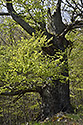 Nezniiteln - hlavn odkaz