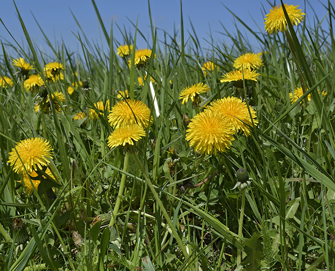 Dandelions - smaller format
