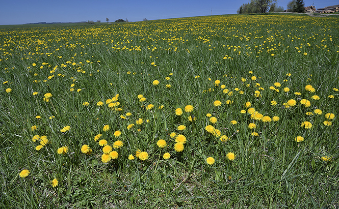 Dandelions - smaller format