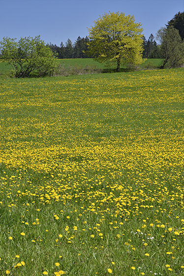 Dandelions - smaller format