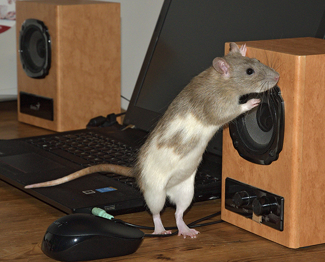 Music is my life. - smaller format