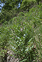Burning bush - main link