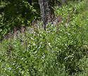 Burning bush - main link