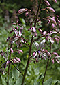 Burning bush - main link