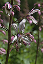 Burning bush - main link