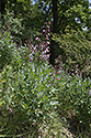 Burning bush - main link